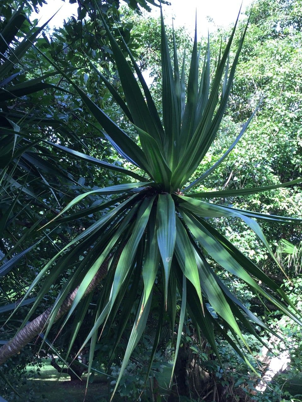 Drachenbaum 3