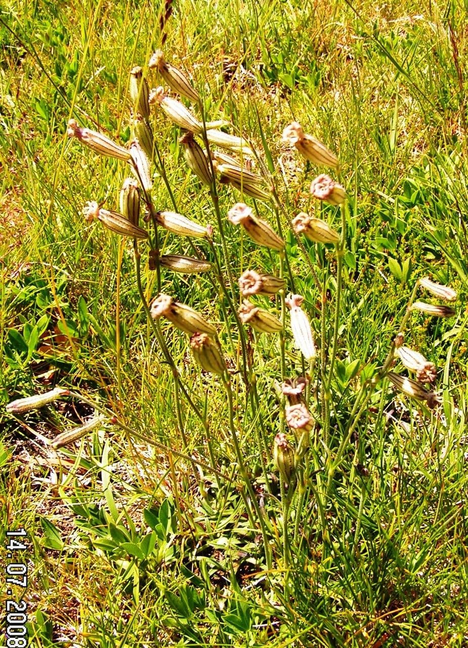 Silene 10
