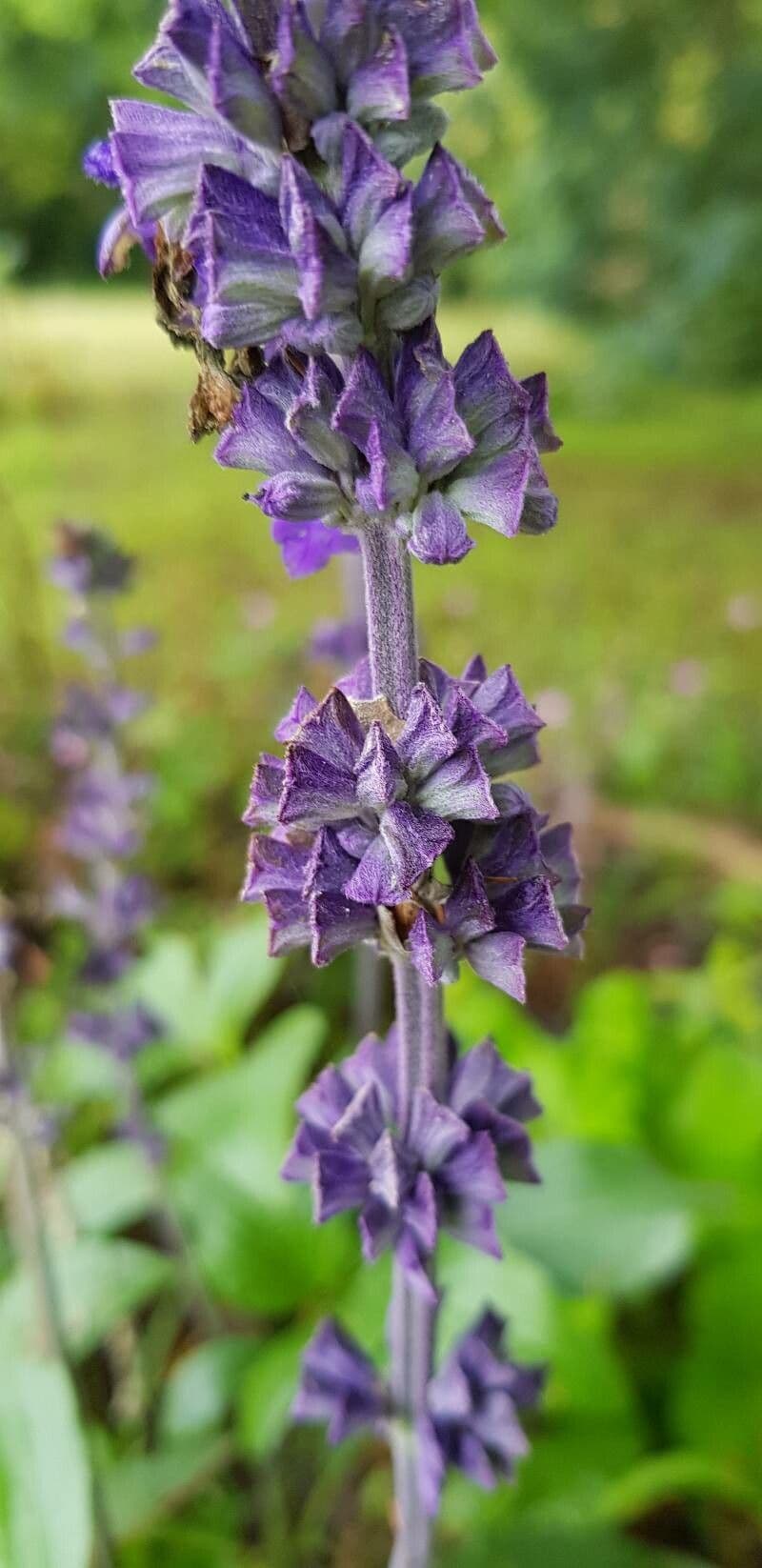 Mealy Sage 4