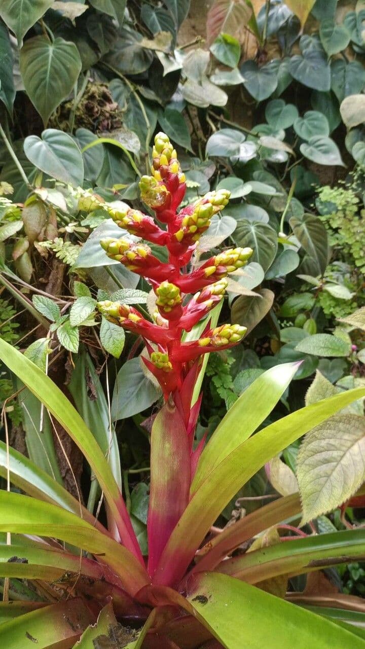 Guzmania di Scherzer 4