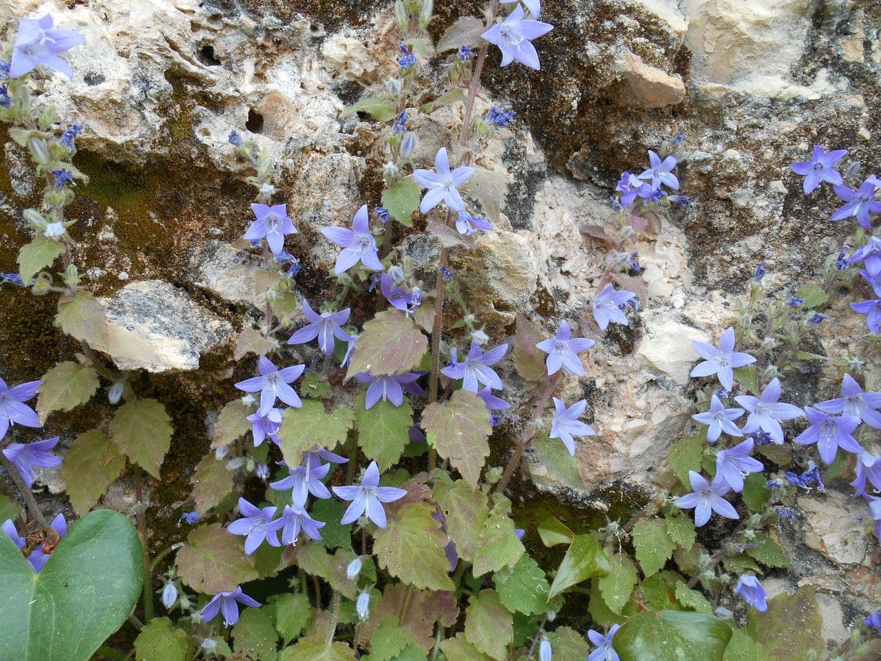 Campanula 4