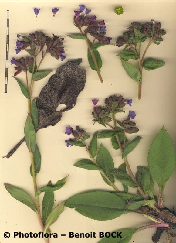 Polmonaria montana 25