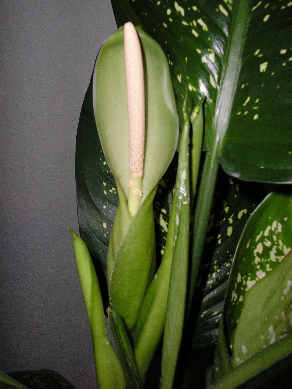 Dieffenbachia 6