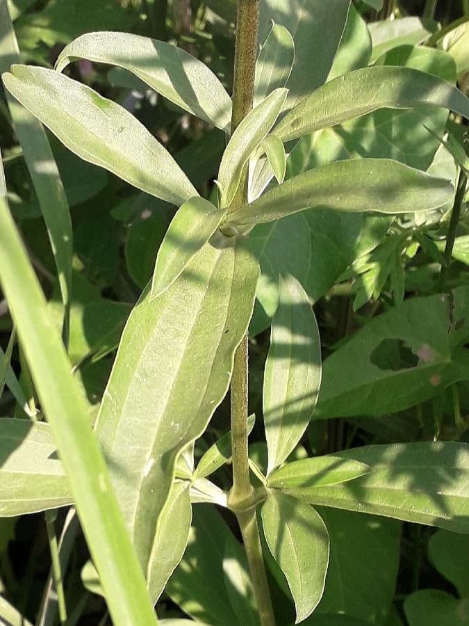 Saponaria comune 20