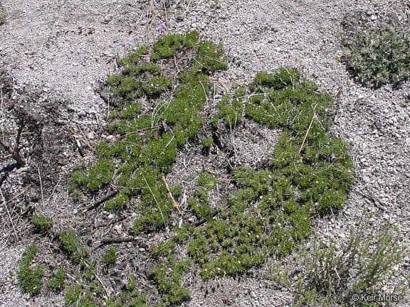Erigeron 7
