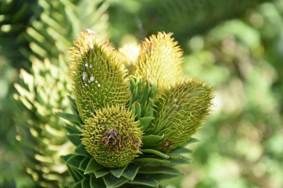 Aracauaria 4