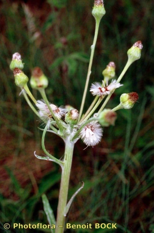 Tephroseris helenitis 37