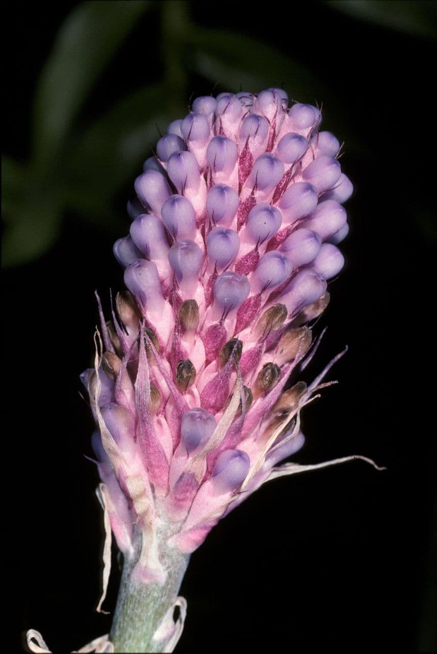 Aechmea 10