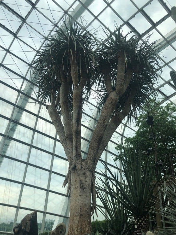 Drachenbaum 16