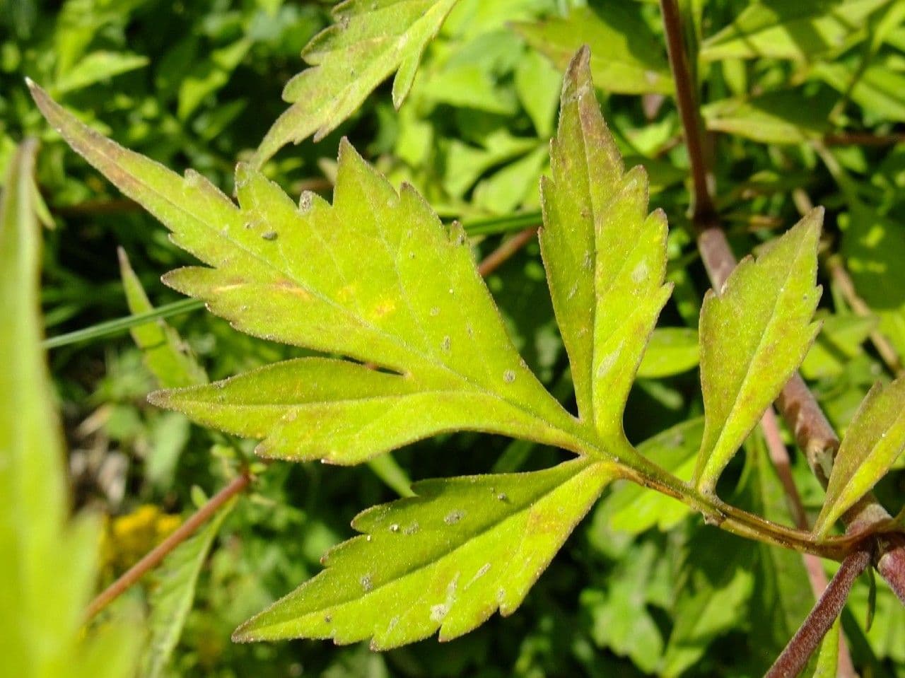 Patrinia 5