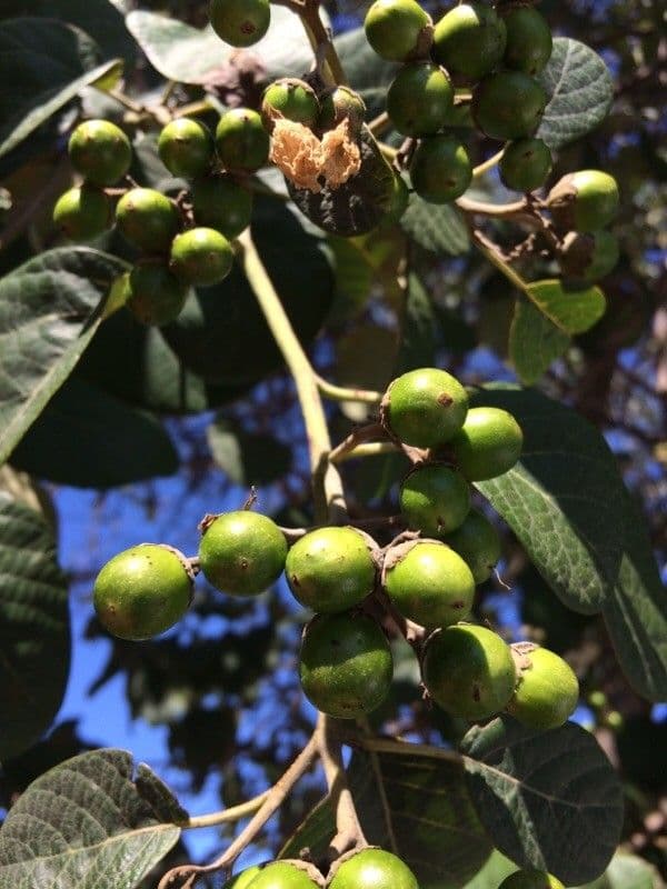 Cordia 5