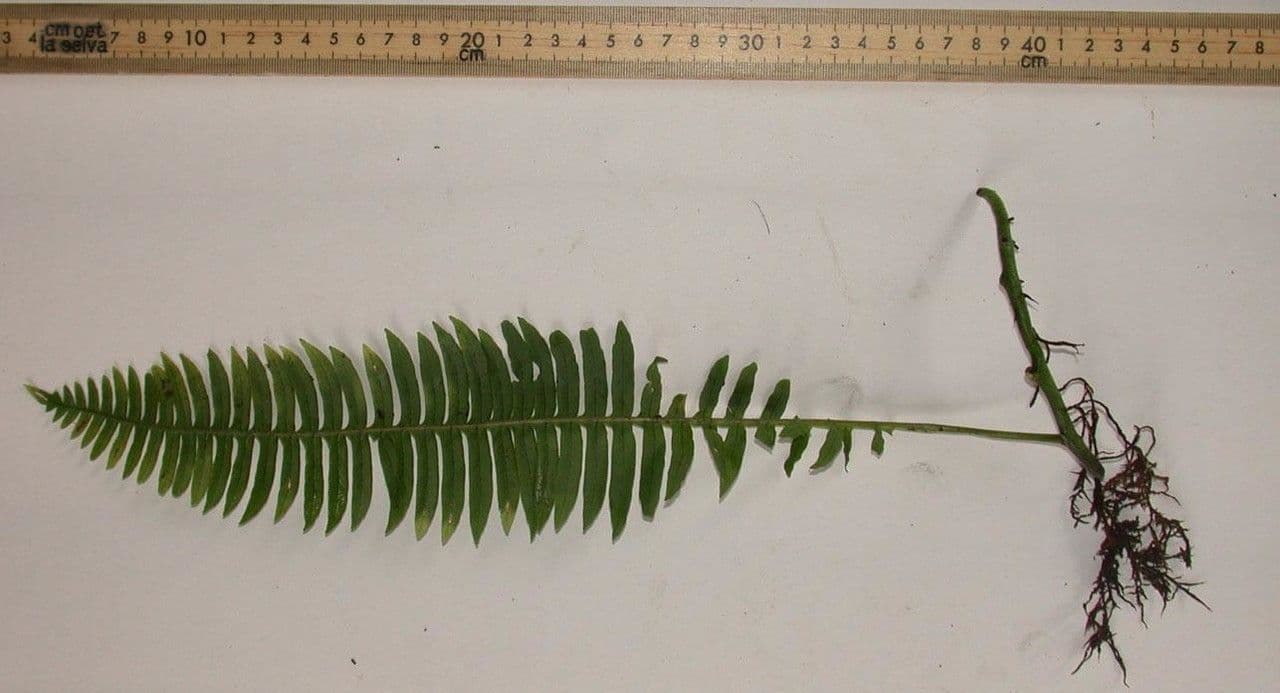 Serpocaulon 9