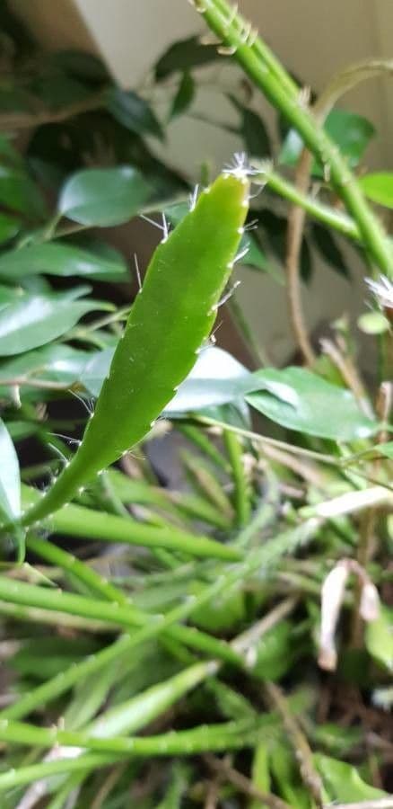 Disocactus 4