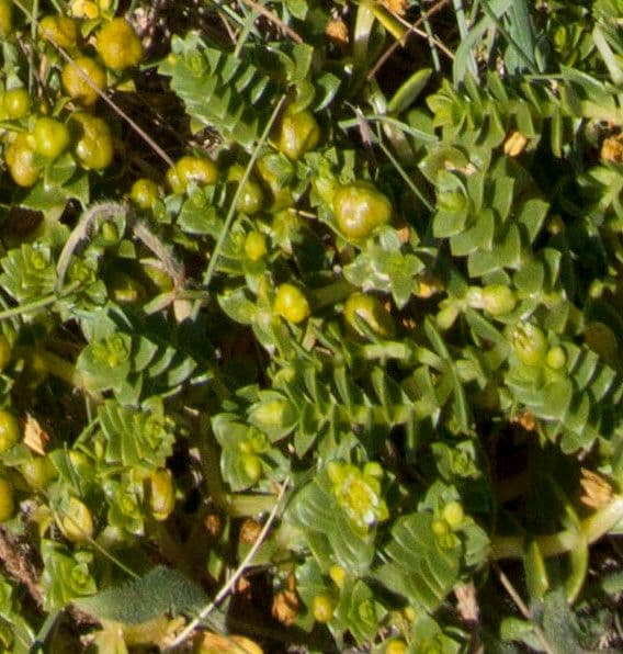 Onchenia 3