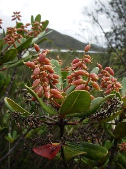 Cunonia 9