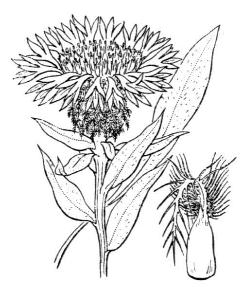 Einköpfige Flockenblume 25