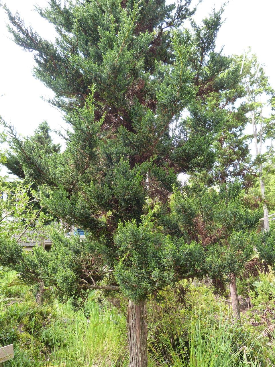 Pilgerodendron chilský 6