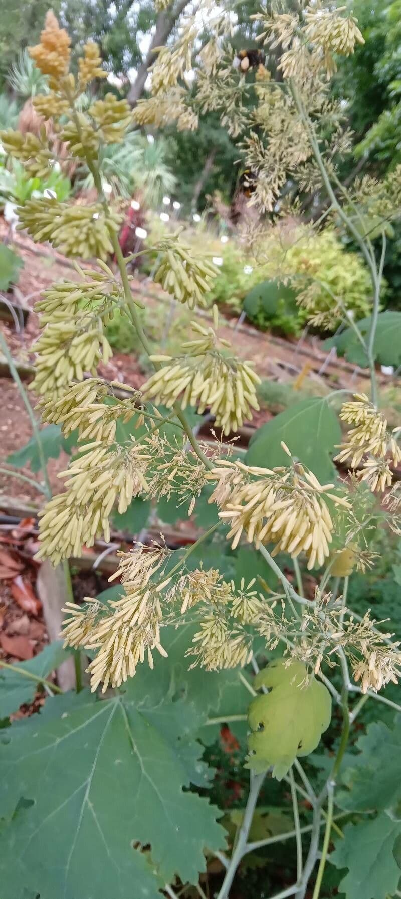 Macleaya 8