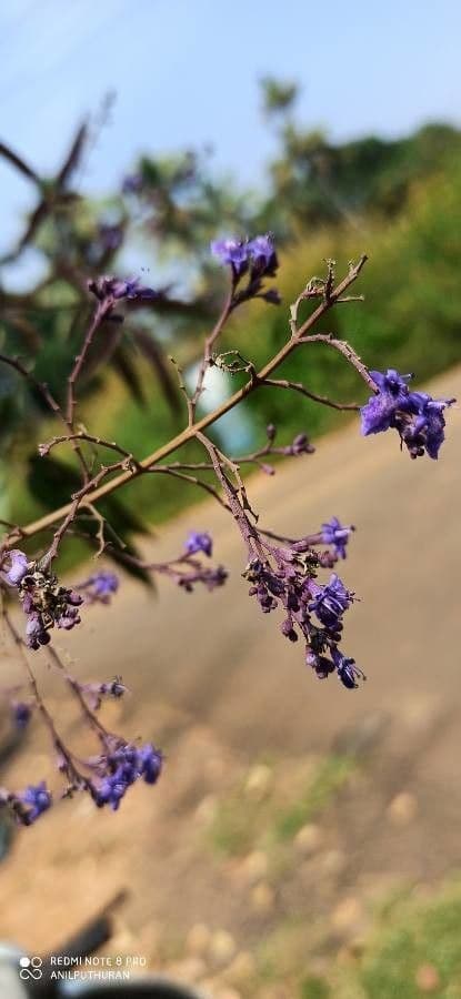 Vitex 3