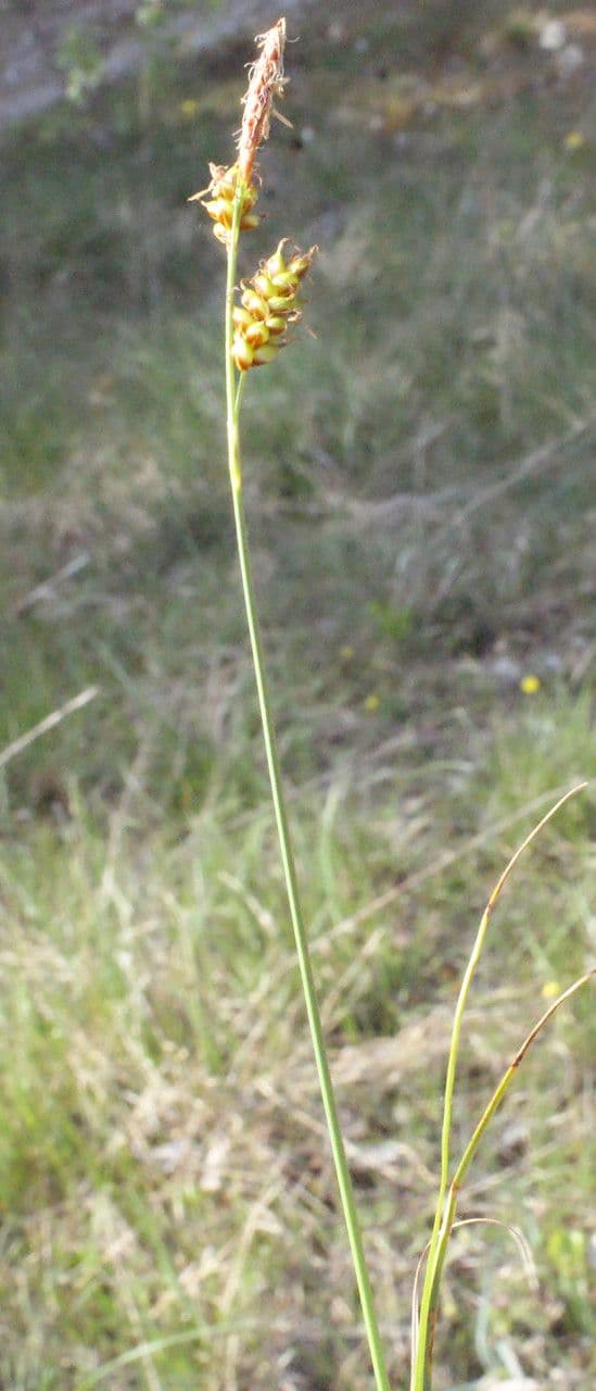 Carex liparocarpos 11