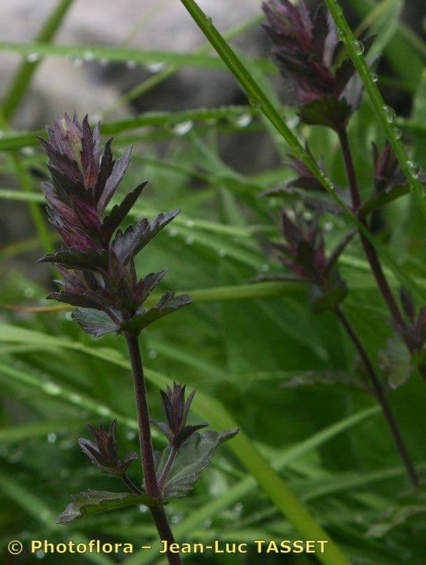 Nothobartsia 2