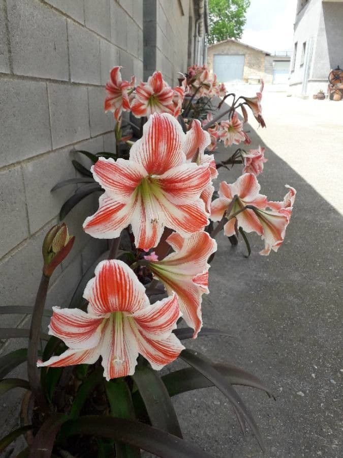 Amaryllis regina 7