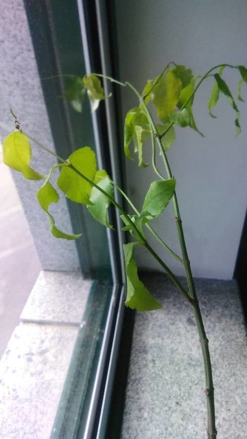 Halleria lucida 16