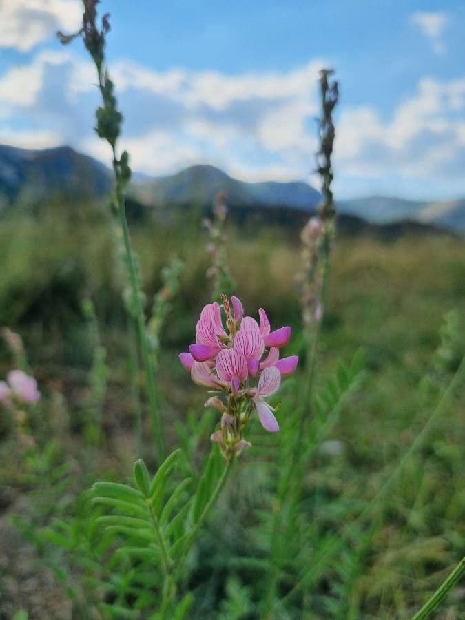 Sulla arenaria 7