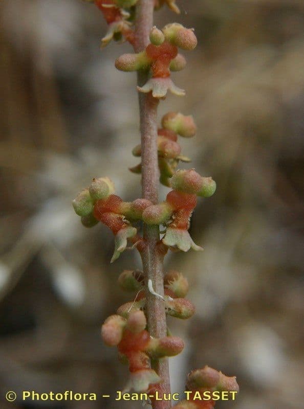 Sesamoides purpurascens