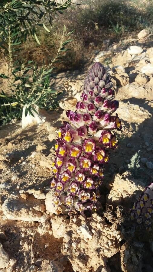 Cistanche 13