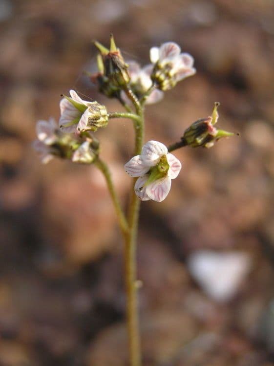 Jepsonia 5