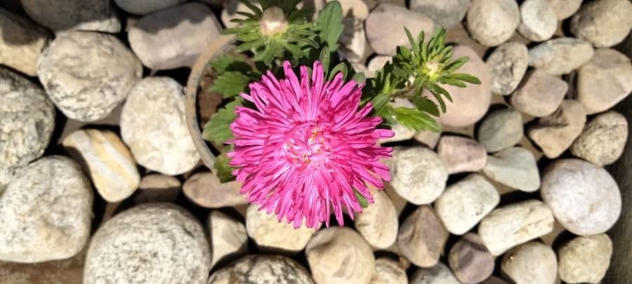 Callistephus chinensis 4
