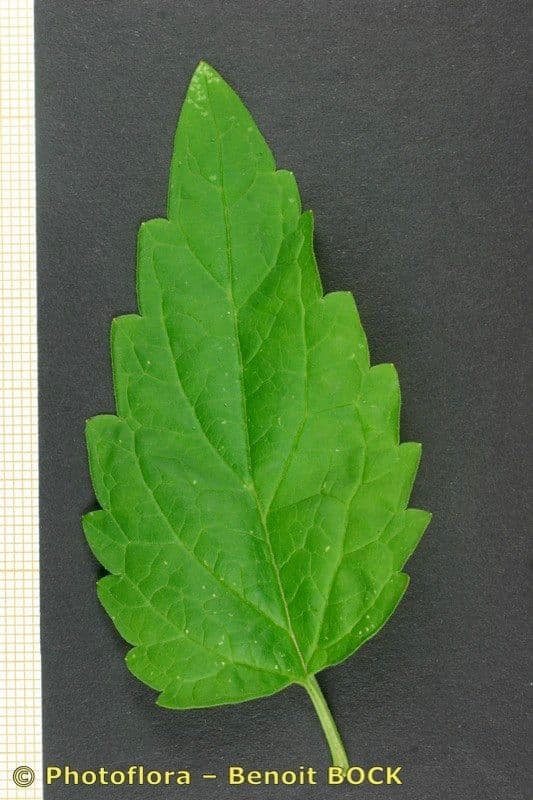 Scutellaria altissima 25