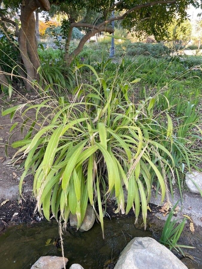 Setaria palmata 13