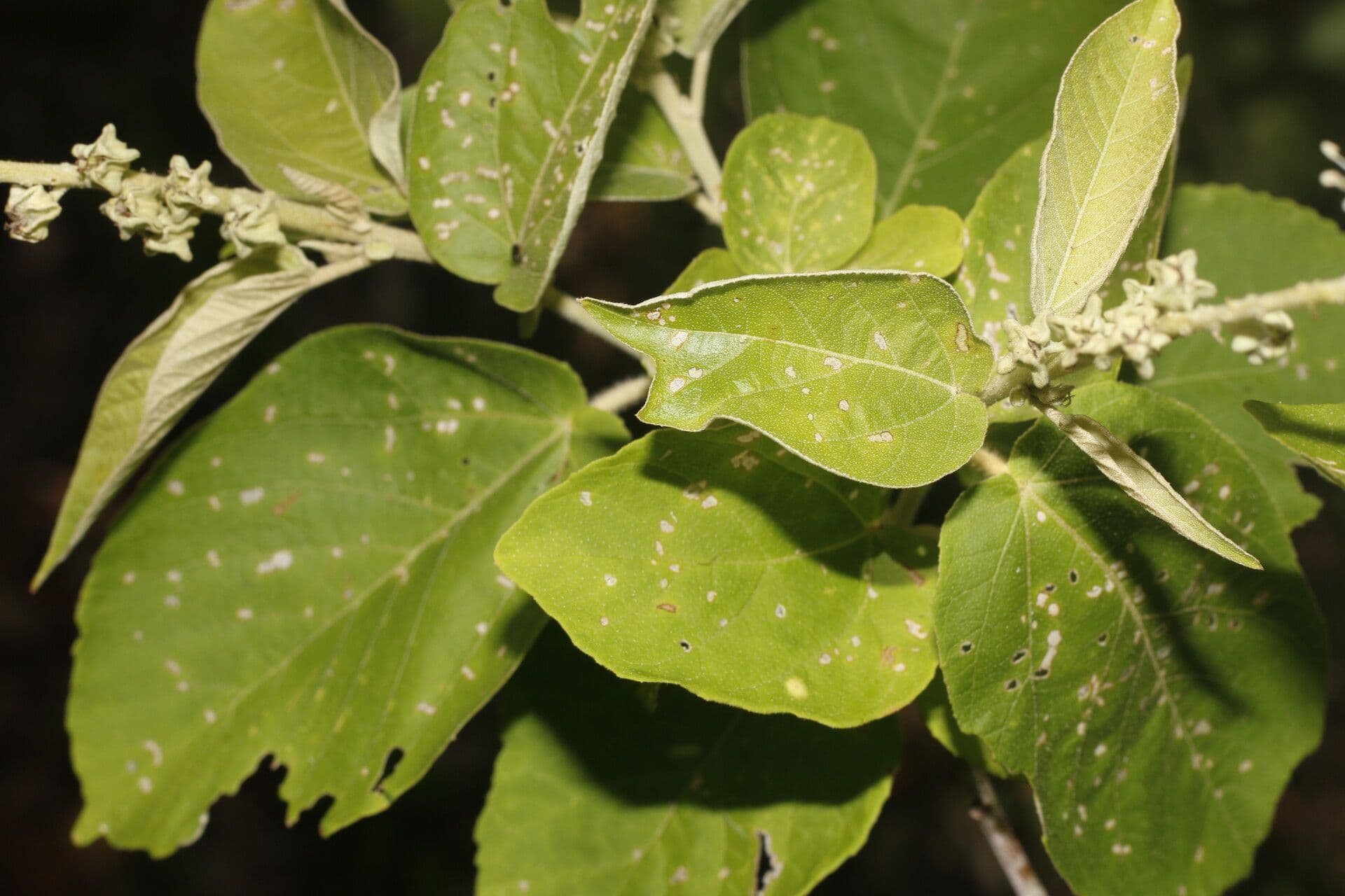 Croton 8