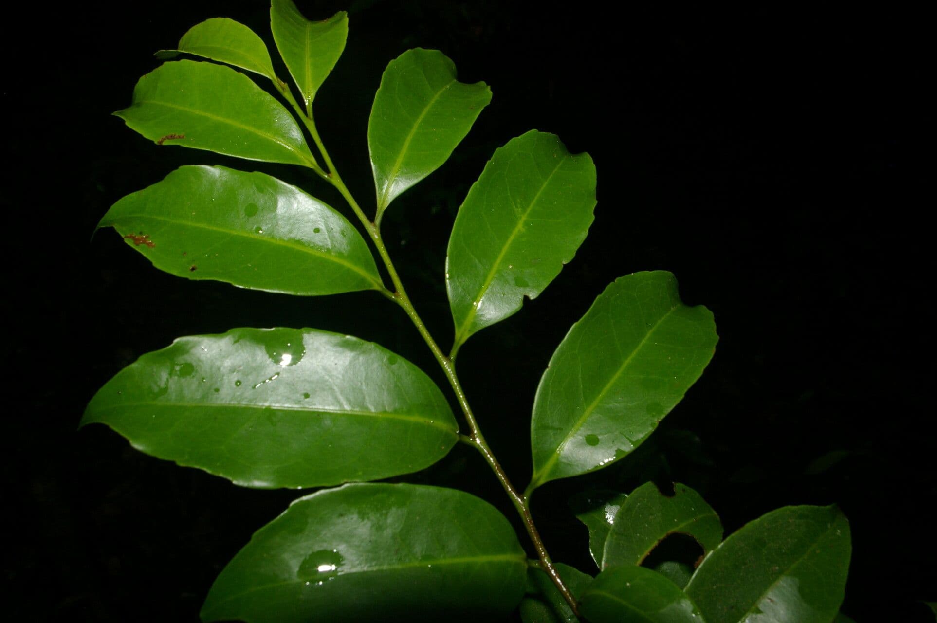 Symplococarpon 5