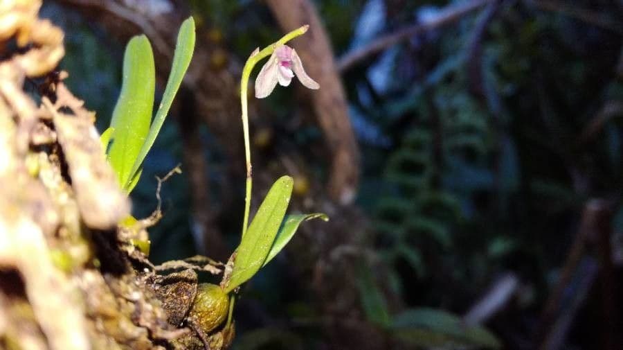 Bulbophyllum 5