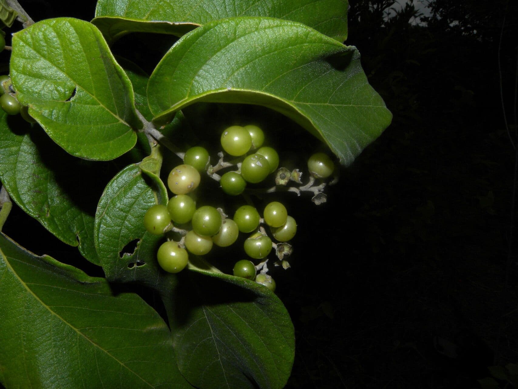 Cordia panamensis 4