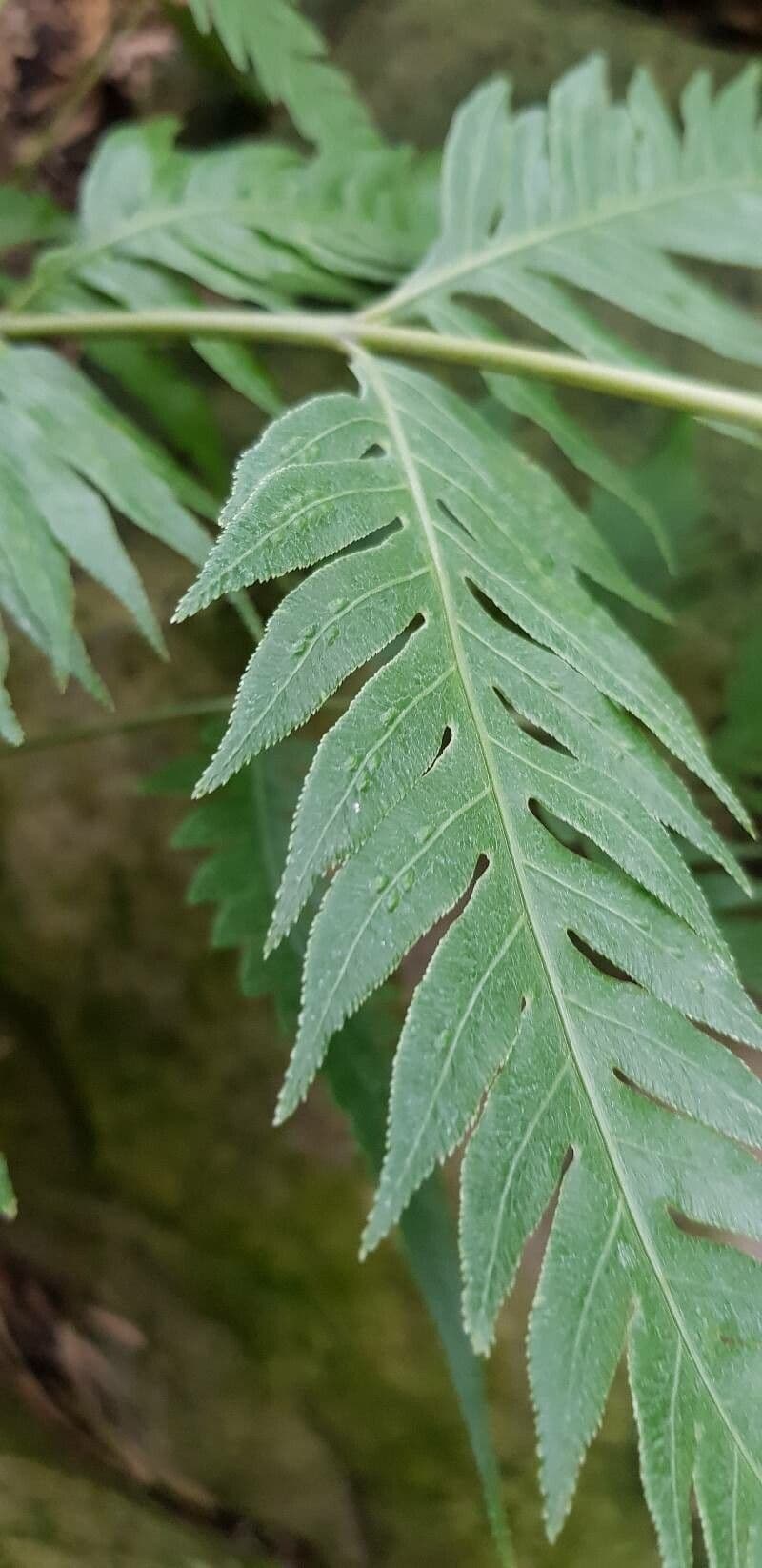 Woodwardia 4