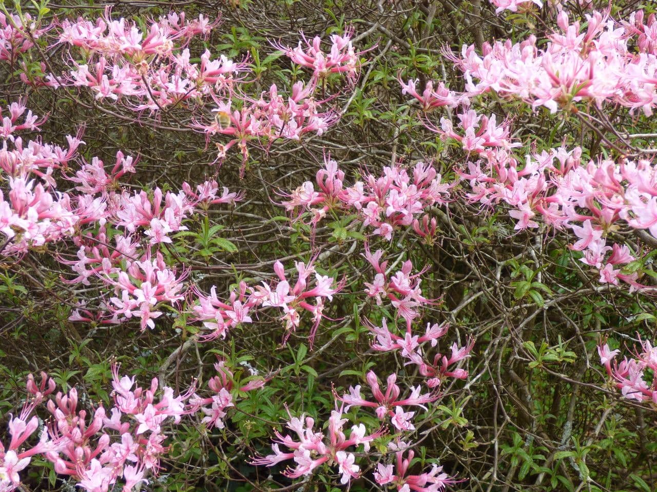 Azalea precoce 11