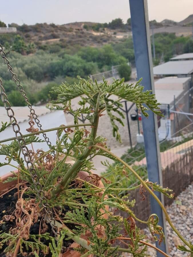 Geranio de Madeira 9