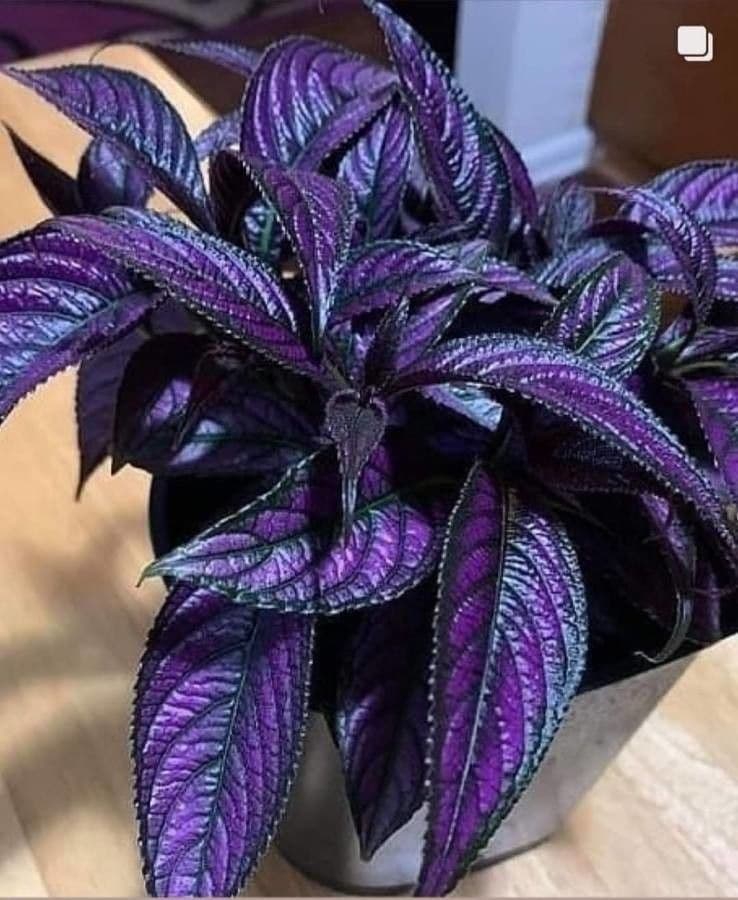 Strobilanthes 2