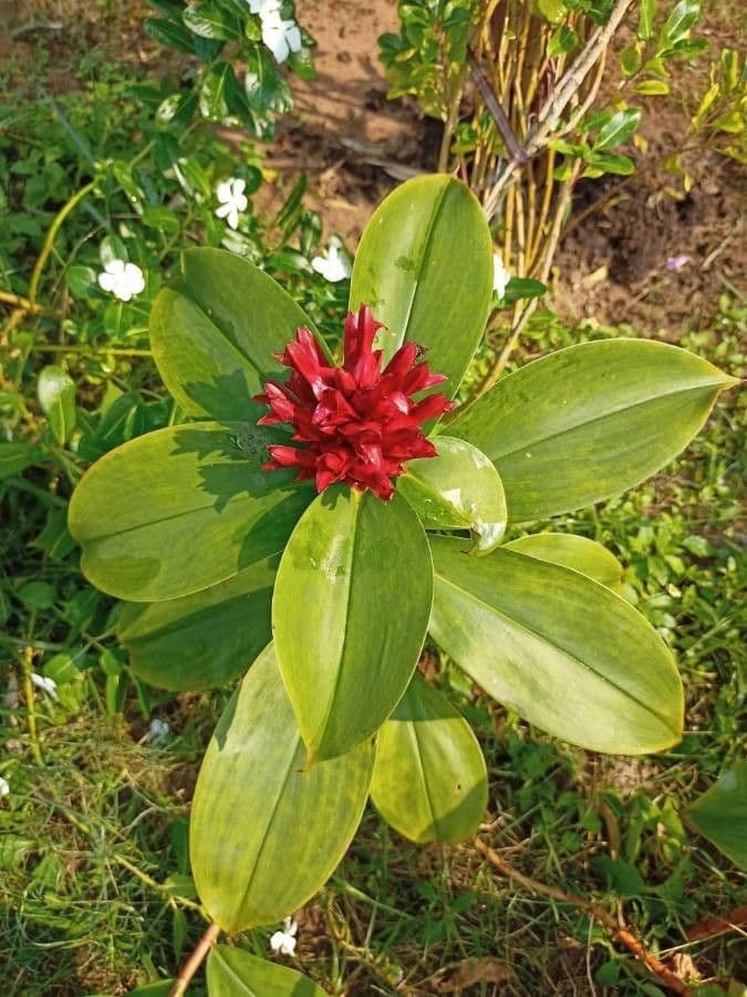 Costus 5