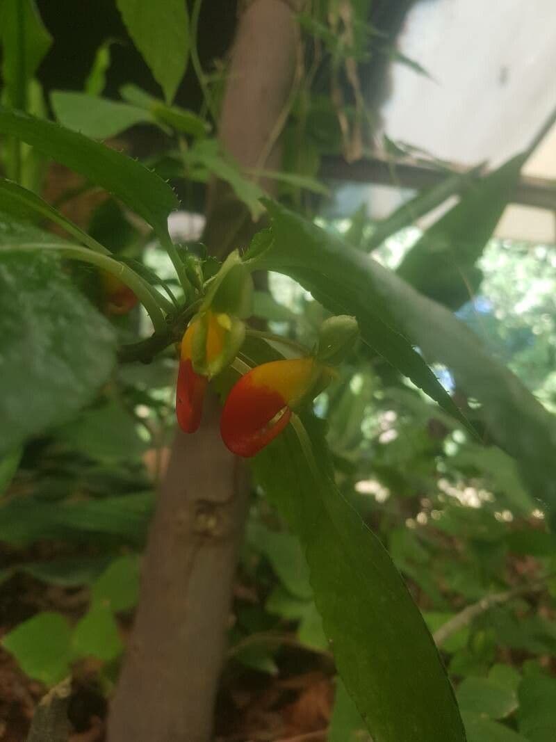 Impatiens 5