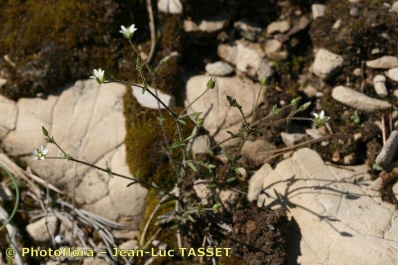 Arenaria modesta 6
