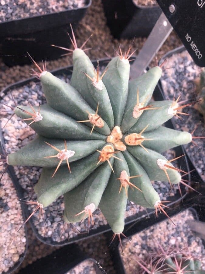 Ferocactus di Potts 7