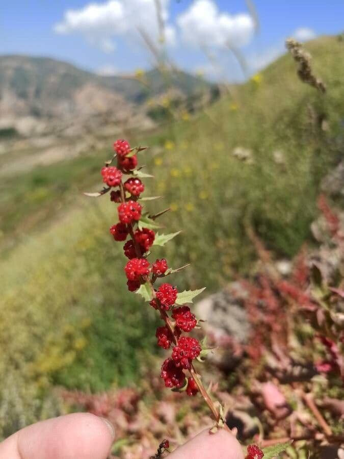 Chénopode rouge 7