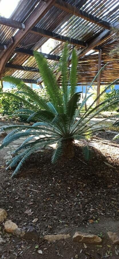 Dioon 10