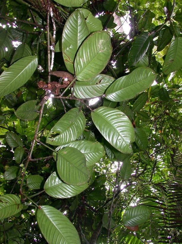 Philodendron 9