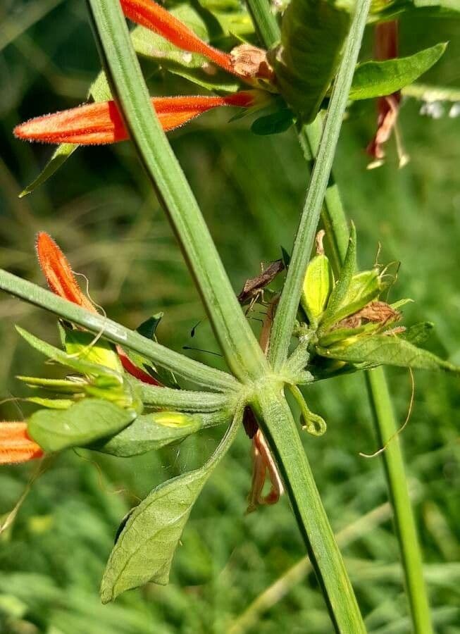 Dicliptera 9